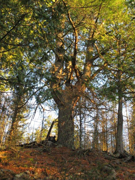 Jewel at white pine bed tree - April 12, 2012