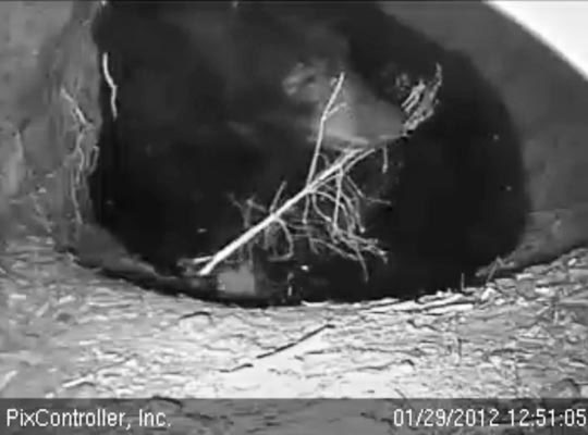 Jewel mouths a twig - Jan 29, 2012
