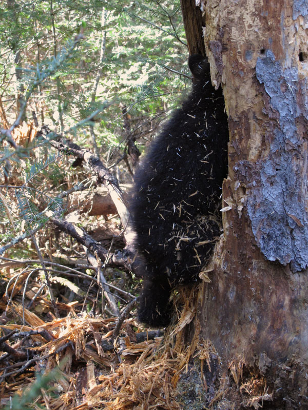 Herbie explores the hole Jewel dug ants out of - May 12, 2012