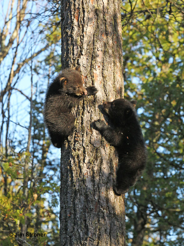 Jewel's cubs descend white pine - April 14, 2012