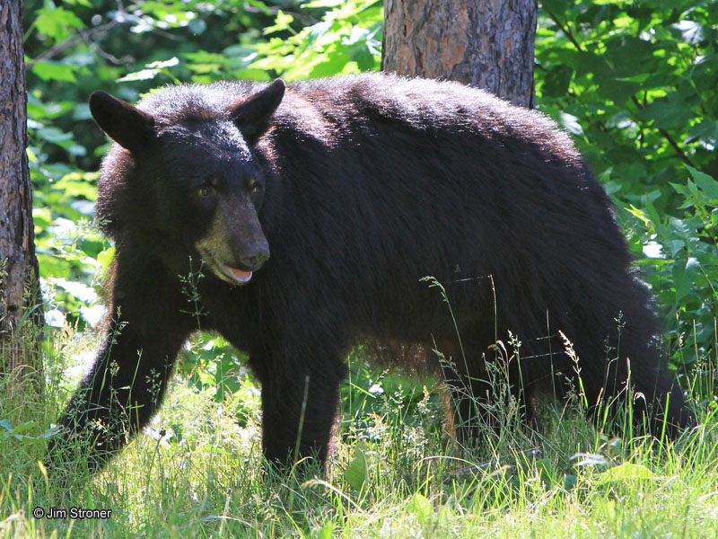 Jim_bear_-_20110707