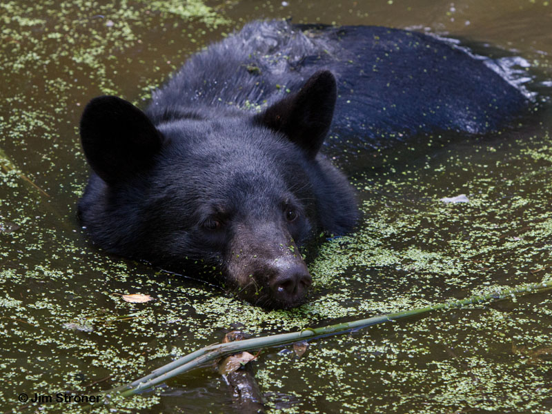 Jim_in_pond_-_20110827