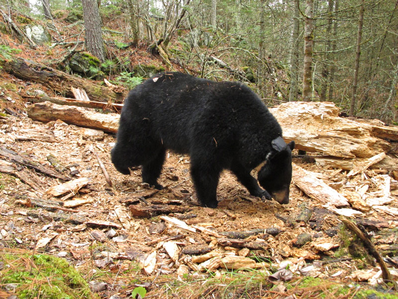 Jo near grub log - April 1, 2012