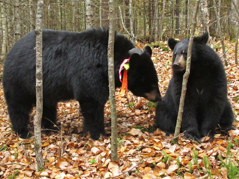 Jo and_Victoria_-_20111009