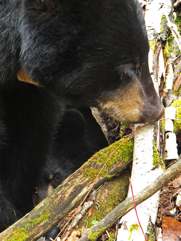 Jo and Victoria at den - Oct 30, 2011