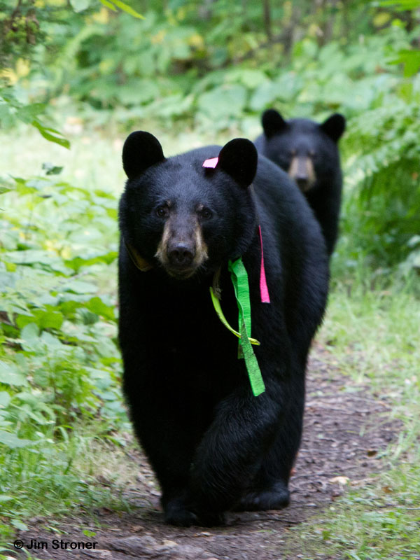 Jo_and_cub_-_20110827