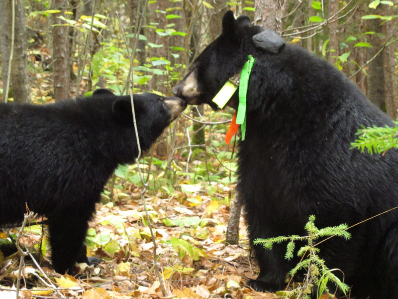 Jo and_cub_-_20110922