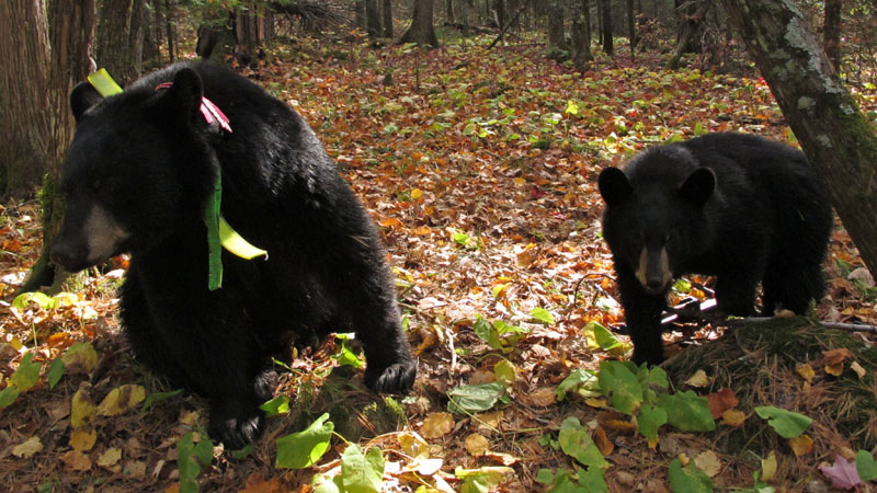 Jo and_cub_-_20110928