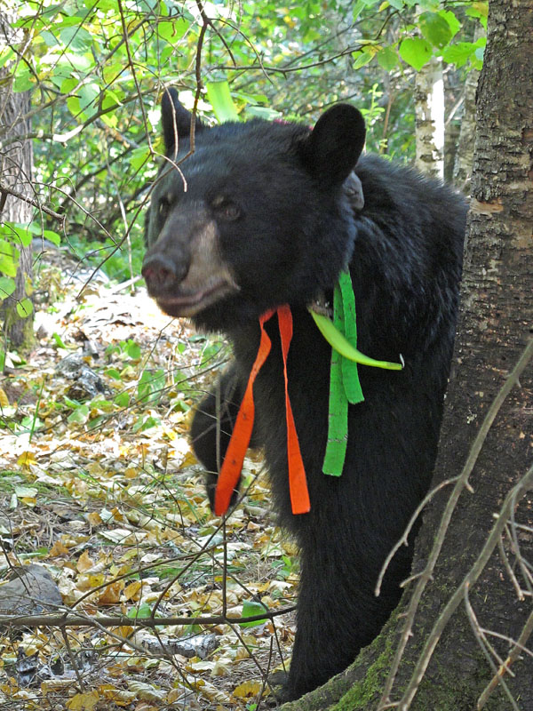 Jo_bear_-_20110915