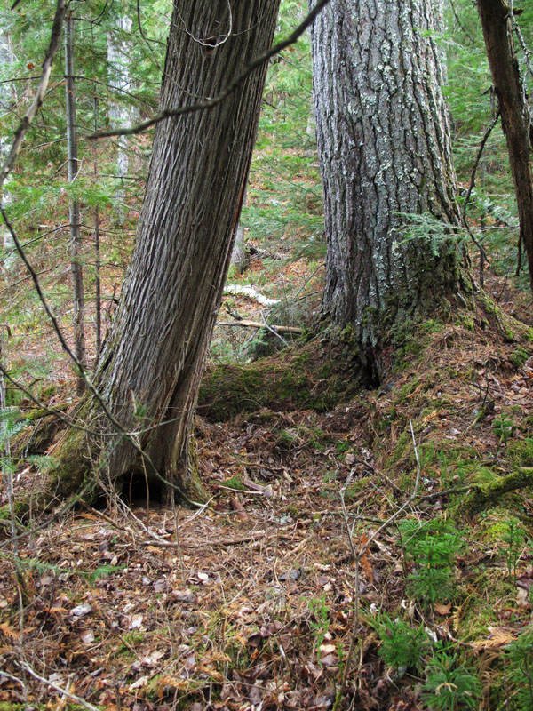 bed used by Jo and Victoria at base of big white pine