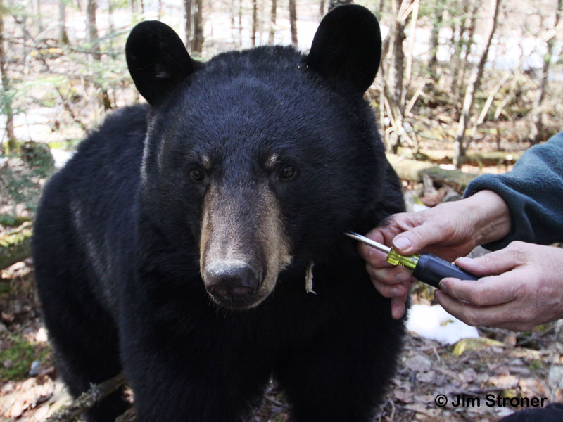 Jo_collar_adjust_-_20110414