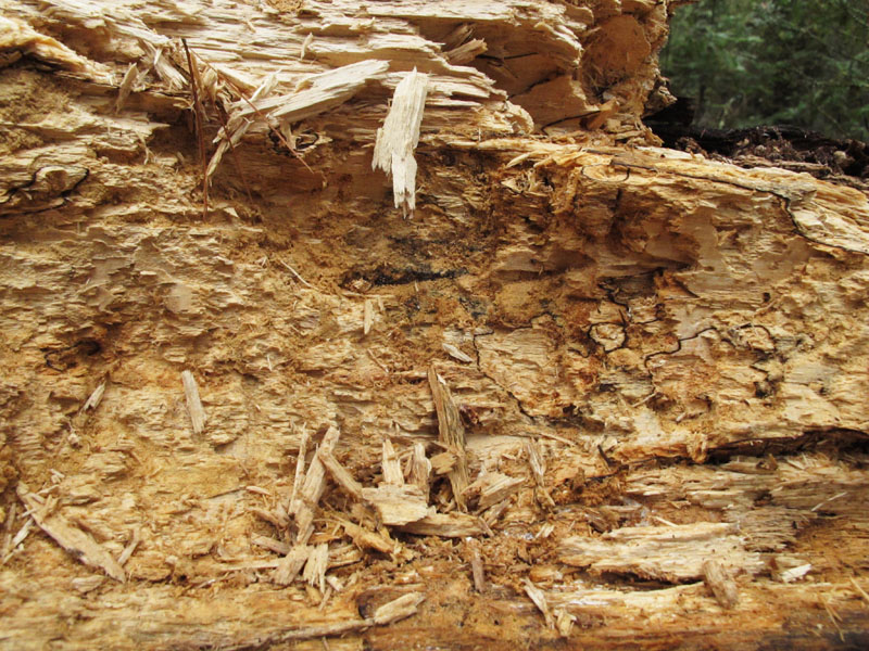 Close-up of grub log - April 1, 2012