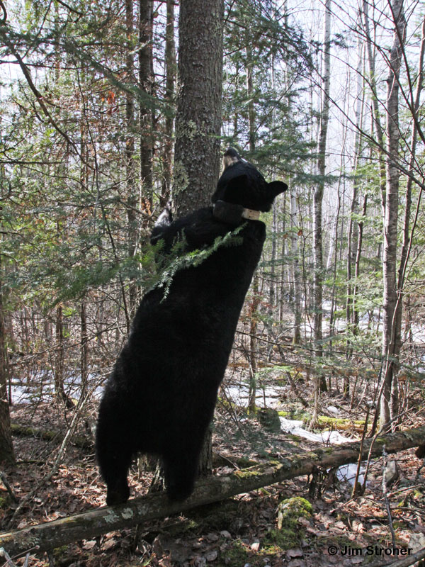 Jo_looking_up_tree_-_20110414