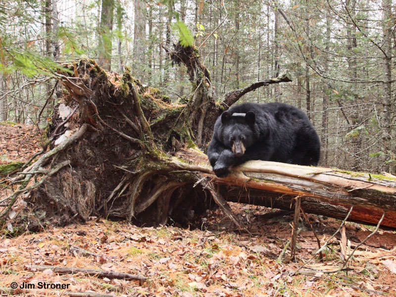 Jo on_logs_-_20111022