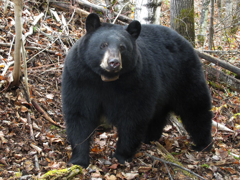 Jo outside her den - Oct 29, 2011