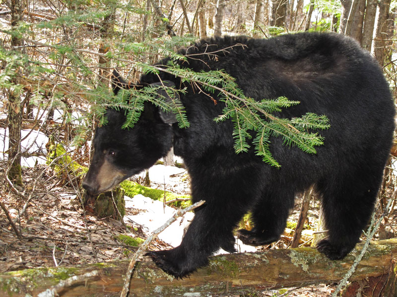 Jo_walking_on_log_-_20110414