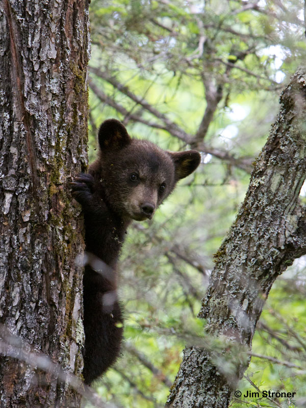 Jos_cub_-_20110611