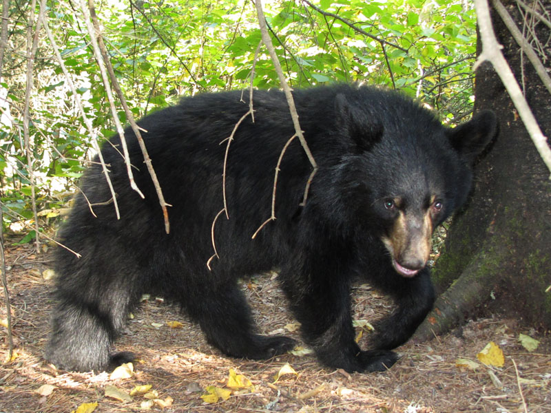Jos_cub__20110915