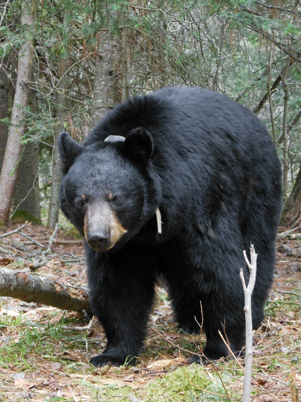 Juliet - May 5, 2012