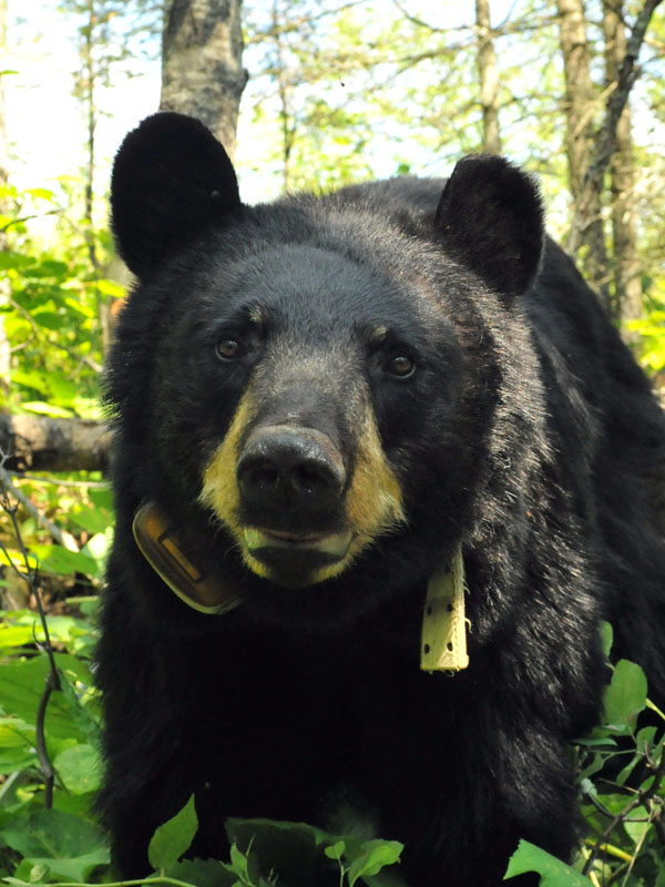 Juliet - July 10, 2012