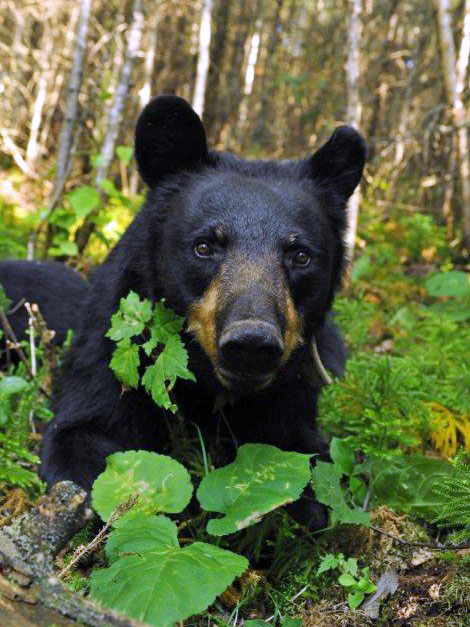 Juliet July 17, 2012