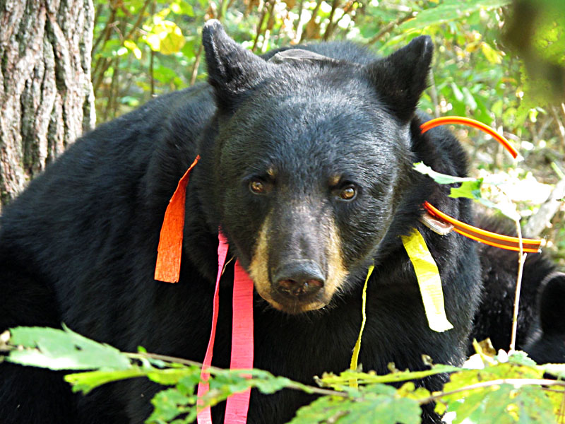 Juliet - Aug 31, 2012