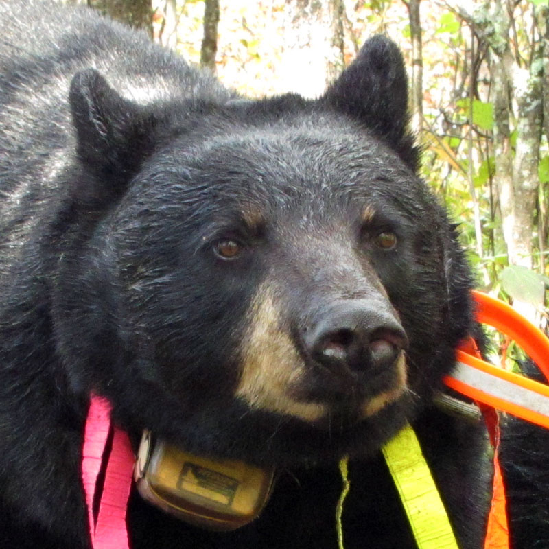 Juliet - Sept 21, 2012