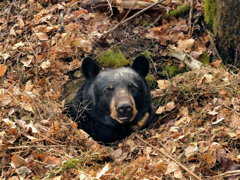 Juliet at den entrance - Oct 14, 2012