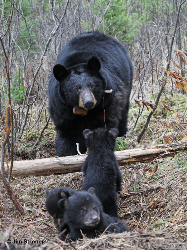 Juliet returns to cubs - March 24, 2012