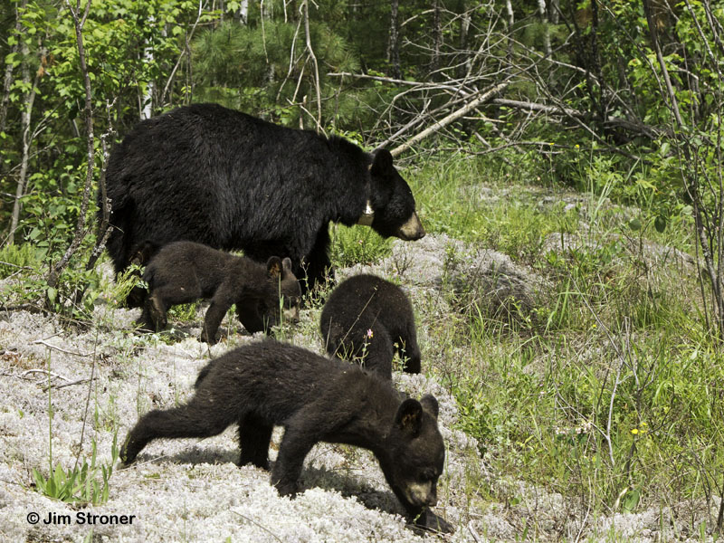 Juliet and cubs - June 19, 2012