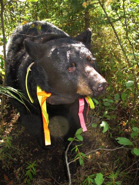 Juliet_at_den_9-19-11