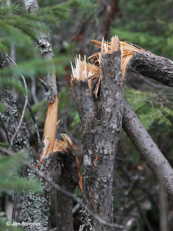 Broken down willows - March 24, 2012