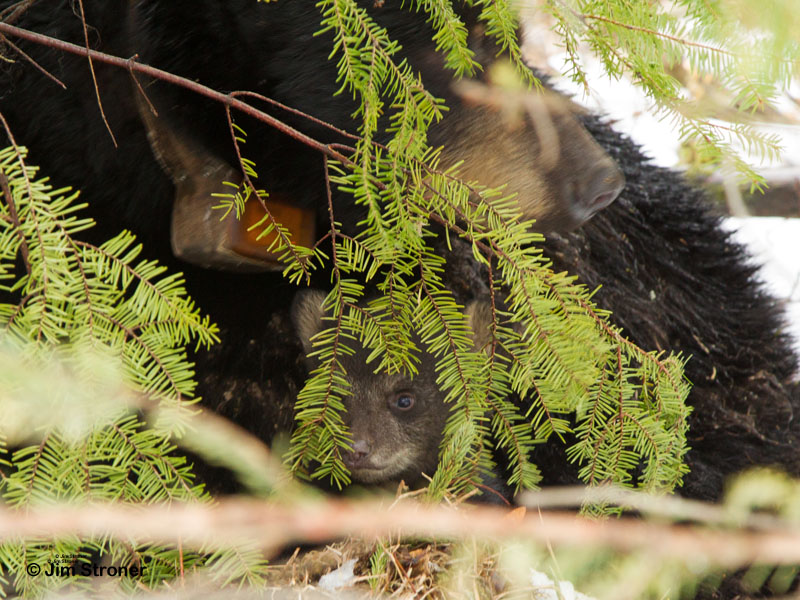 Juliet's cub - March 30, 2012