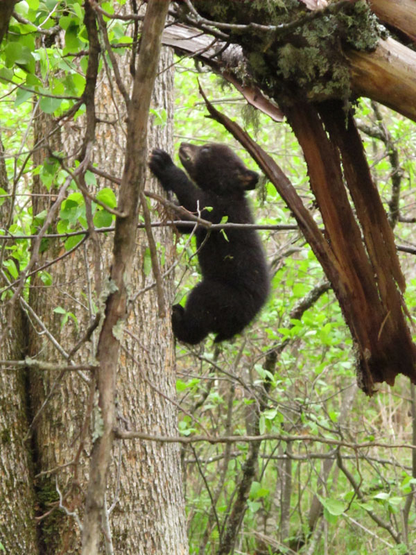 Juliet's cub scoots up a tree - May 22, 2012