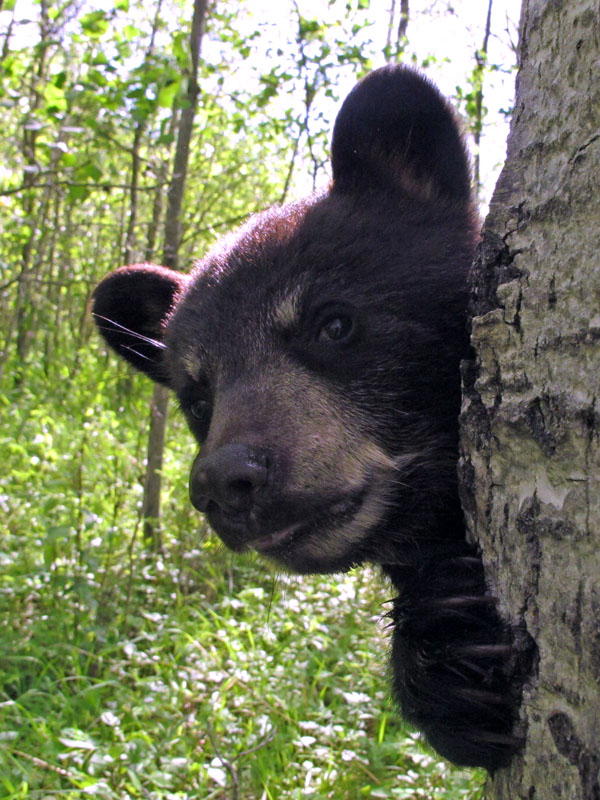 Juliet's cub peeks around a tree - June 8, 2012
