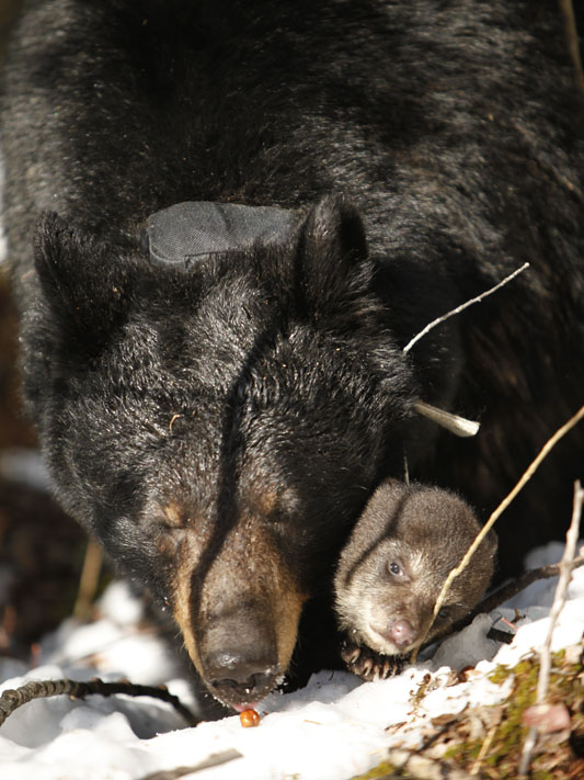 Juliet deftly licks up a hazelnut as cub watches - April 17, 2012