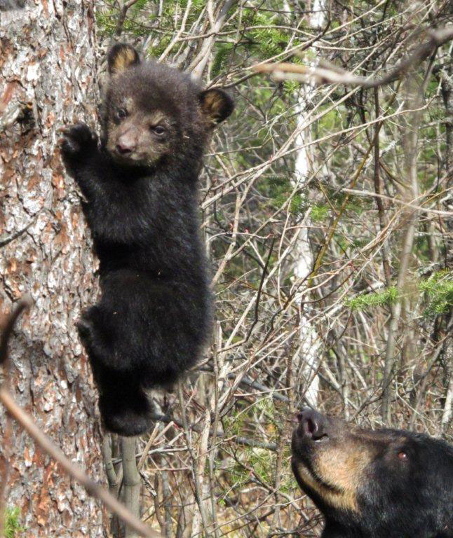 Juliet and cub - April 8, 2012
