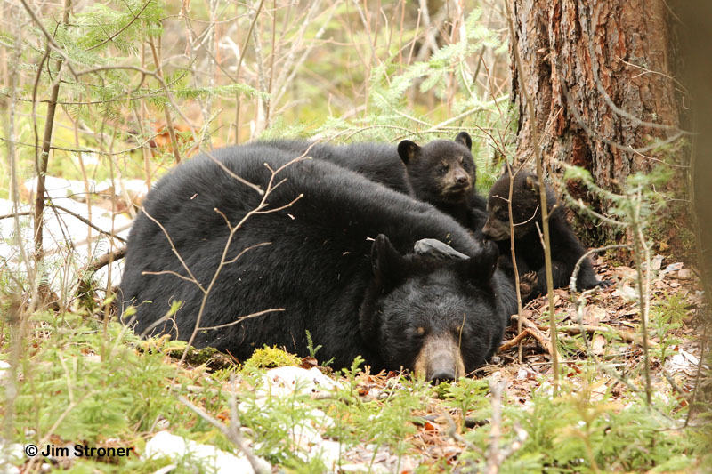 Juliet snoozes while her cubs play - April 21, 2012