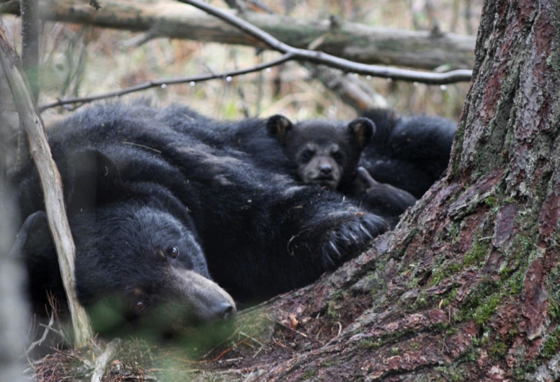 Juliet and cubs bedded by white pine - April 25, 2012