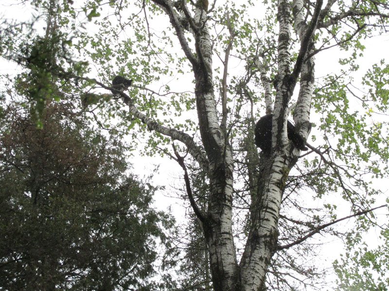 Juliet and cubs high in aspen - May 29, 2012