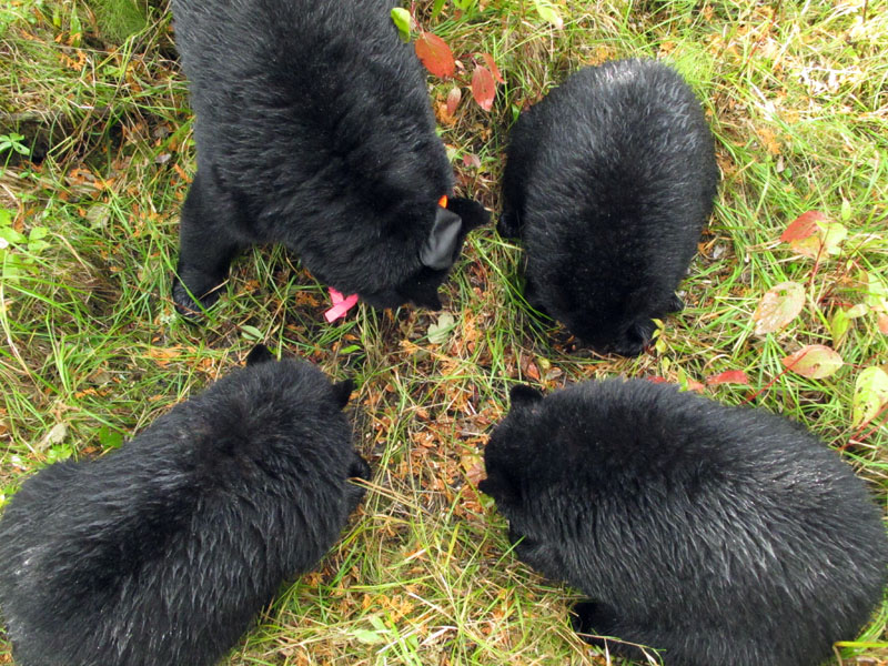 Juliet and cubs feed on pecan among the brown cedar leaves - Sept 21, 2012