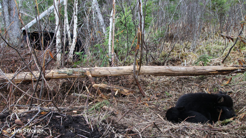 Juliet and cubs bedded separately - March 24, 2012