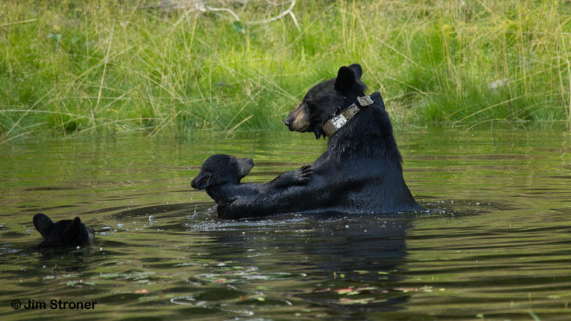 Juliet and cubs play in pond - July 20, 2012
