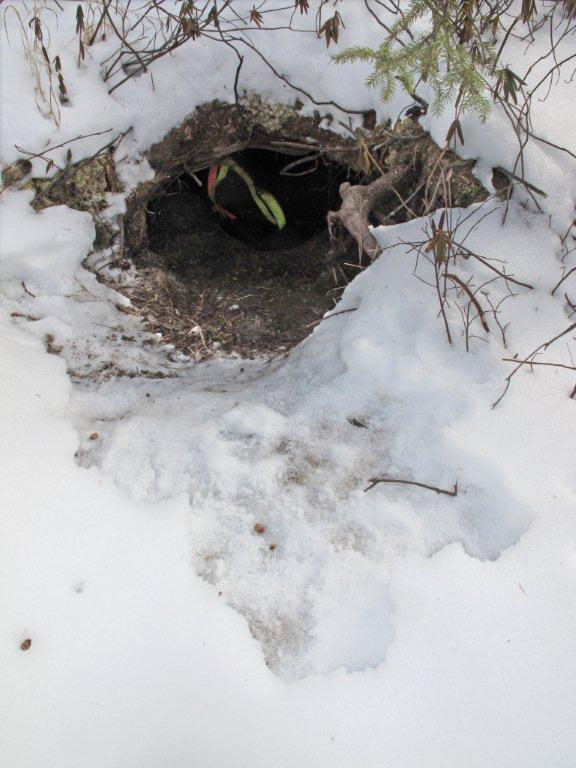 Juliet has eaten snow around the entrance of her den - Feb 14, 2012  