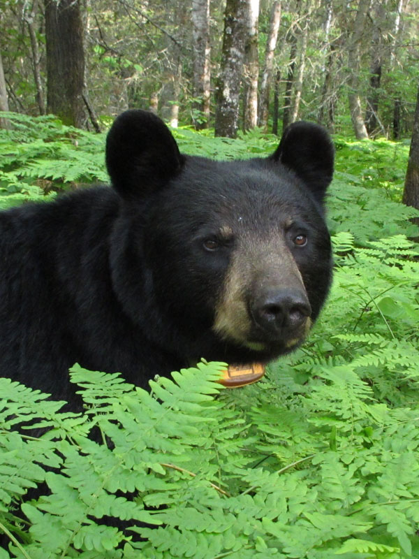 Juliet up to her neck in ferns - June 15, 2012