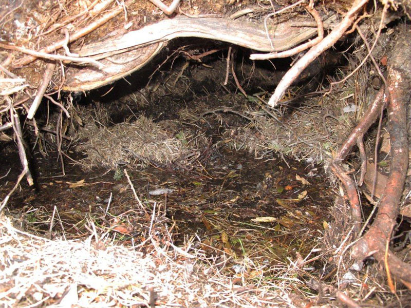Juliet's flooded den - March 19, 2012