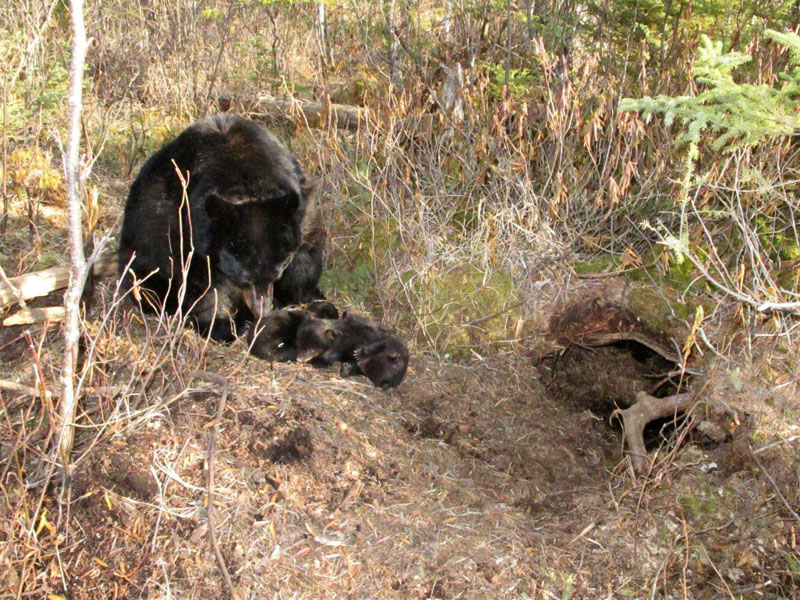 Juliet and cubs bedded near den - March 17, 2012