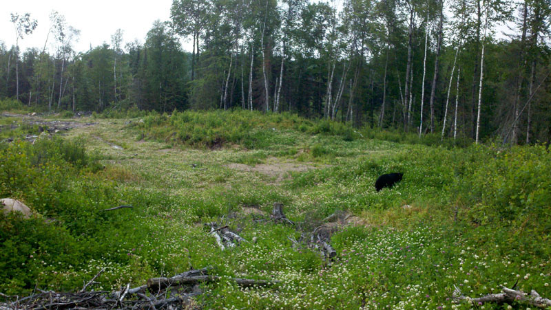 Juliet_in_clover_-_20110625