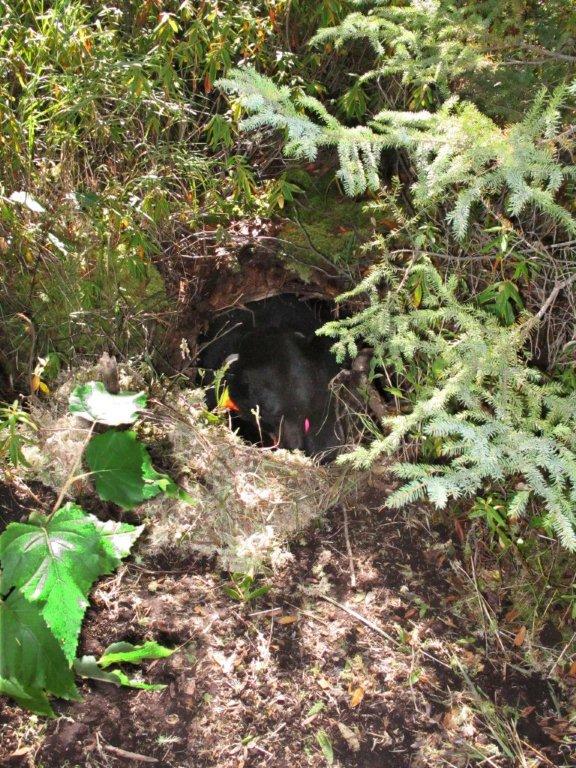 Juliet_in_den_9-19-11a_