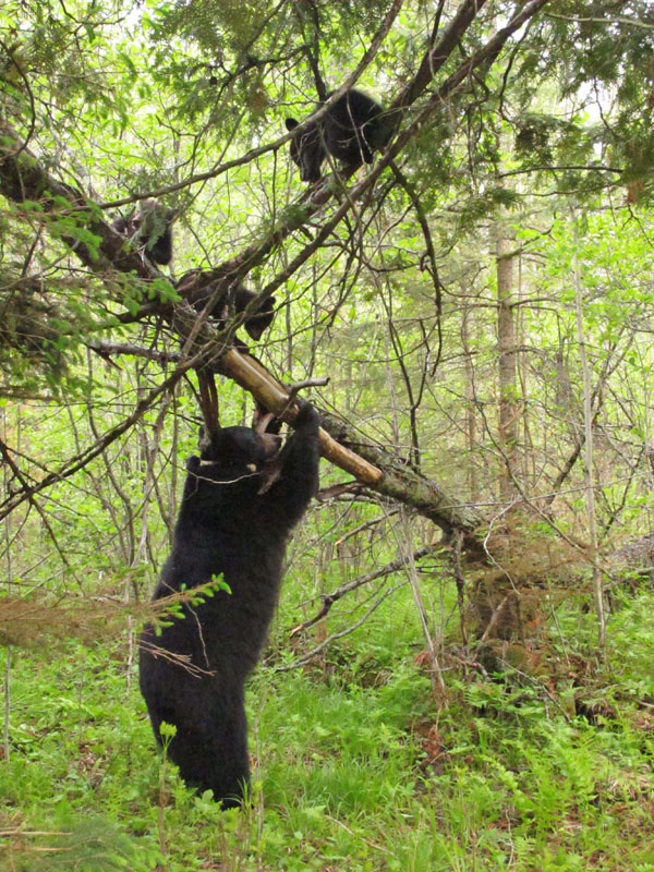 Juliet and cubs play on a woodland jungle gym - May 22, 2012